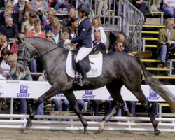 Von den Mecklenburger Reitpferden und Reitponys erreichte die Sancisco-Stute Silver Dream mit ihrer Züchterin und Besitzerin Sandra Engelmann im Sattel auf dem 11. Rang mit Wertnote 7,75 das beste Ergebnis. Von den Mecklenburger Reitpferden und Reitponys erreichte die Sancisco-Stute Silver Dream mit ihrer Züchterin und Besitzerin Sandra Engelmann im Sattel auf dem 11. Rang mit Wertnote 7,75 das beste Ergebnis.